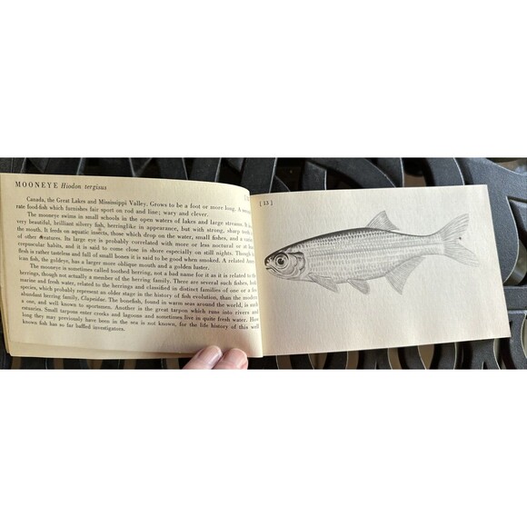 Representative North American Fresh Water Fishes John T. Nichols Andrew R Janson - Picture 7 of 10